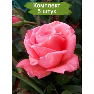 Саженцы чайно-гибридной розы Набила (Nabila) -  комплект 5 шт.