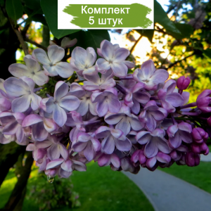 Комплект 5шт / Сеянец Сирень Зоя Космодемьянская