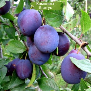 Саженцы поздней фиолетовой сливы Венгерка домашняя -  комплект 5 шт.