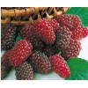 Саженец красной ежемалины Логан Берри (Loganberry) 