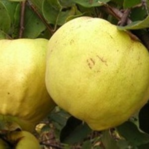 Айва яблоковидная Крымская ароматная