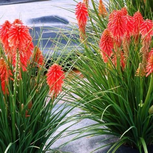 Саженец книфофии ягодной Крупноцветковой