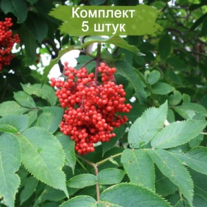 Саженцы бузины красной Камчатская -  комплект 5 шт.