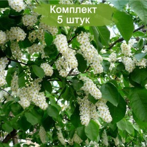 Саженцы черемухи обыкновенной Watereri -  комплект 5 шт.