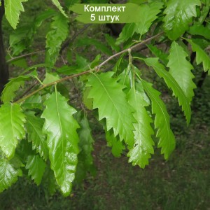 Саженцы дуба Каштанолистного 40-60 см -  комплект 5 шт.