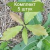 Саженцы дуба Каштанолистного до 20 см -  комплект 5 шт.