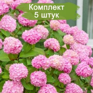 Саженцы гортензии крупнолистной Уайт пинк (White pink) -  комплект 5 шт.