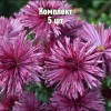 Комплект 5шт / Хризантема Бузков Ёжик