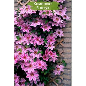 Саженцы клематиса Андромеда -  комплект 5 шт.