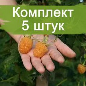 Саженцы ремонтантной малины Гигант Оранж (Gigant orange) (Желтая) -  комплект 5 шт.
