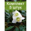 Саженцы Морозника -  комплект 5 шт.