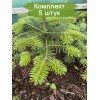 Саженцы пихты Кавказской 20-40 см -  комплект 5 шт.