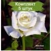 Саженцы чайно-гибридной розы Белая лебедь (White Swan) -  комплект 5 шт.