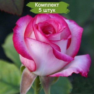 Саженцы чайно-гибридной розы Белла Вита (Bella Vita) -  комплект 5 шт.