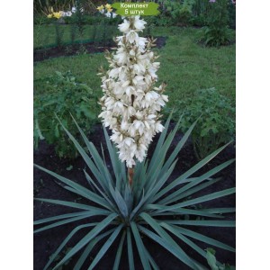 Саженцы юкки Нитчатой (Yucca filamentosa)  -  комплект 5 шт.