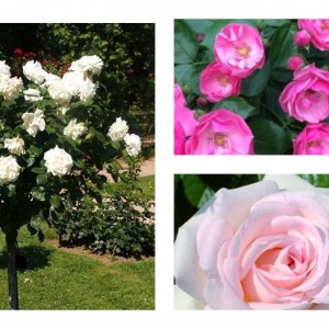 Саженцы штамбовых роз (3 шт. ): Александр Пушкин, Ангела, Аннапюрна