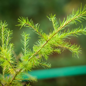 Саженец лиственницы Европейской до 20 см