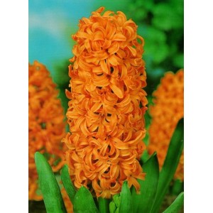 Луковица Гиацинта Джипси Квин (Gipsy Queen)