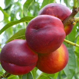 Саженец нектарина Харко