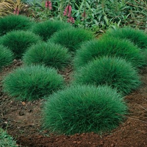 Саженец овсяницы метельчатой  Хобит (Hobbit)