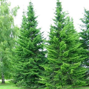 Сеянец пихты Сибирской (15-25 см)