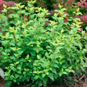 Саженец пузыреплодника Литл Грини (Little Greeny)