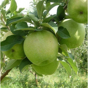 Саженец Яблони Гренни Смит (Granny Smith)