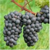 Виноград Зеленолугский рубин