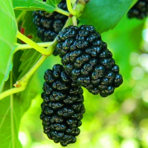 Комплект 5шт / Тутовник (шелковица) Черная баронесса